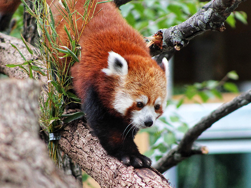 Red Panda at Seneca Park Zoo