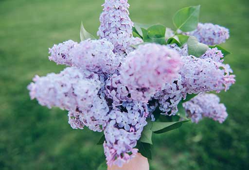 Attractions lilacs Photo: unsplash.com @karhuitsing